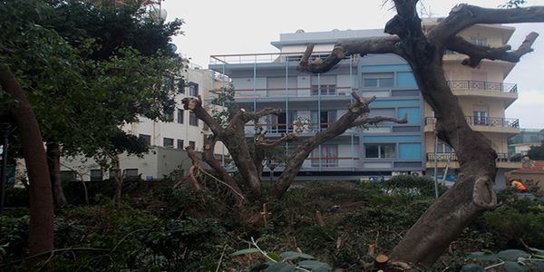 Καταγγελία: Σφαγιαστικό «κλάδεμα» δέντρων στο Ηράκλειο - Ειδήσεις Pancreta