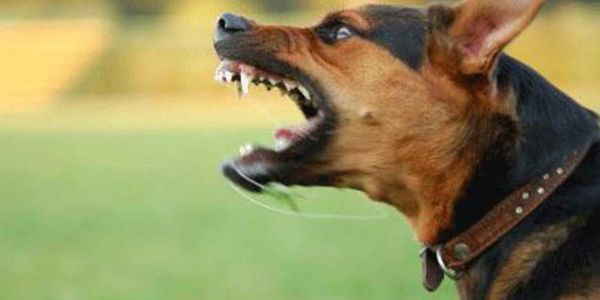Επίθεση αδέσποτων σκυλιών σε κοπέλα που έκανε τζόκινγκ - Ειδήσεις Pancreta