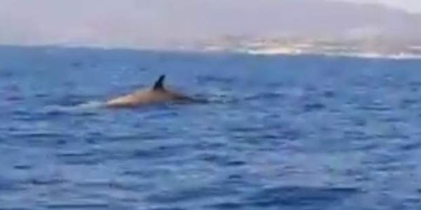 Φάλαινα απολαμβάνει το κολύμπι της στην Κρήτη (video) - Ειδήσεις Pancreta
