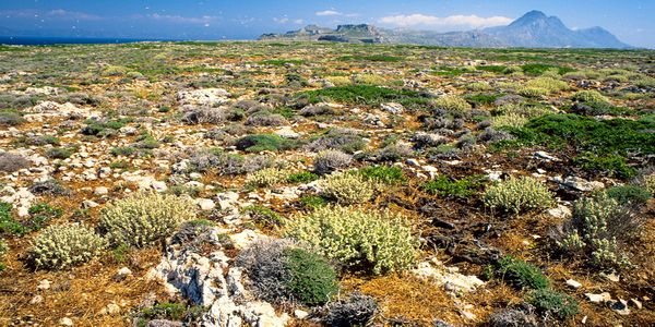 Μουσείο Φυσικής Ιστορίας Κρήτης. Σάββατο 6 Φεβρουαρίου 2016: «Η ζωή στους θαμνότοπους της Κρήτης» - Ειδήσεις Pancreta