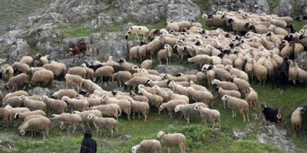 Ηράκλειο: Παγκρήτιο συλλαλητήριο από τους κτηνοτρόφους την Τετάρτη, 1η Μαρτίου - Ειδήσεις Pancreta