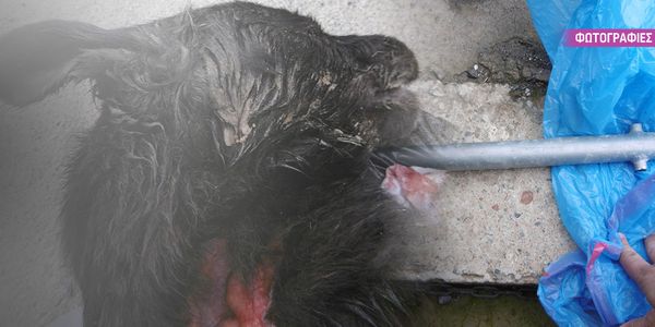 Χτύπησε μέχρι… θανάτου ένα σκυλάκι με έναν σωλήνα - Ειδήσεις Pancreta