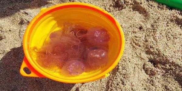 Οι μωβ μέδουσες έφτασαν σε παραλία στα Φαλάσαρνα: Τις μαζεύουν σε κουβάδες οι κάτοικοι - Ειδήσεις Pancreta