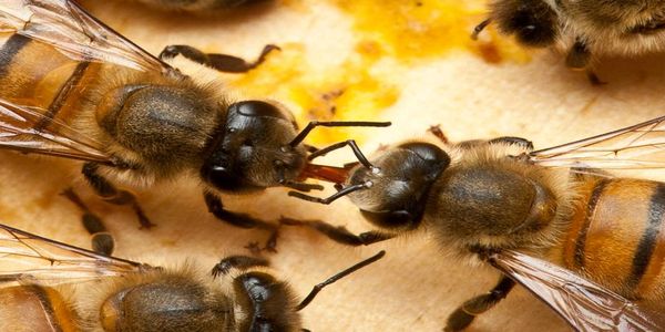 ΜΦΙΚ: Σάββατο 6 Μαΐου 2017 «Περί μελισσών: επικοινωνία, συμπεριφορά  και μελισσοκομικά προϊόντα» - Ειδήσεις Pancreta