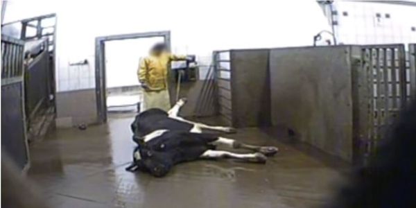 Τι φτάνει στο πιάτο μας; Κρυφή κάμερα κατέγραψε τον σφαγιασμό άρρωστων αγελάδων για να πουλήσουν το κρέας - Ειδήσεις Pancreta
