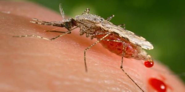 Ανοίγει ο δρόμος για το εμβόλιο της ελονοσίας - Ειδήσεις Pancreta
