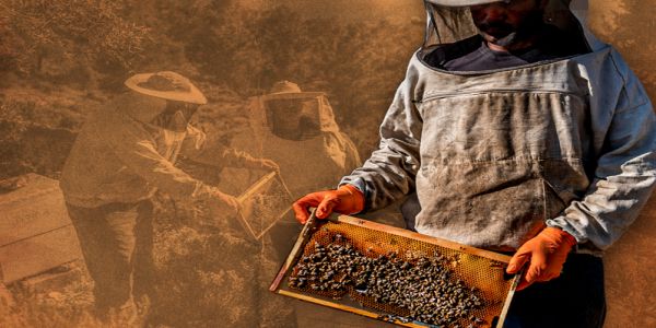 Πώς οι μέλισσες στη Λέρο βοηθούν τους ψυχικά ασθενείς - Ειδήσεις Pancreta