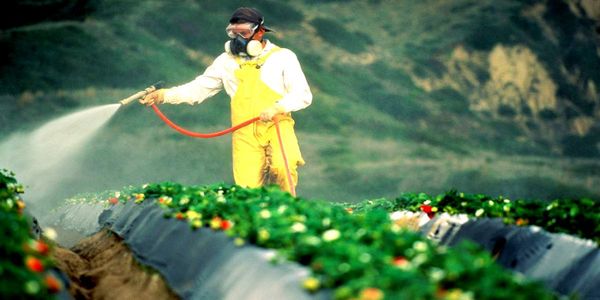 Βγάζουν «λάδι» τη Monsanto - Ειδήσεις Pancreta