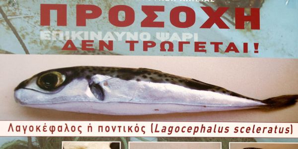 Χανιά: Προσοχή στον λαγοκέφαλο. Τοξικό και επικίνδυνο ψάρι. Οδηγίες από την Περιφέρεια - Ειδήσεις Pancreta