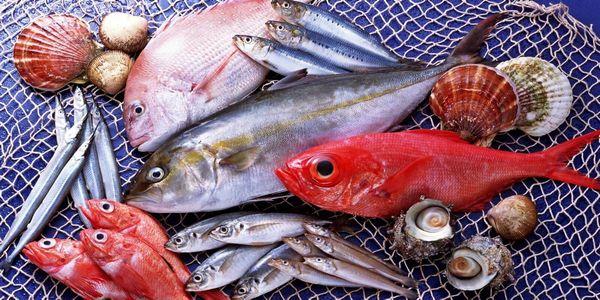 Μάθετε ποια ψάρια είναι φρέσκα-εποχής κάθε μήνα - Ειδήσεις Pancreta