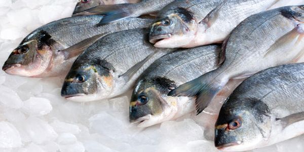 Το φρικτό μυστικό που κρύβεται στα ψάρια που τρώμε - Ειδήσεις Pancreta