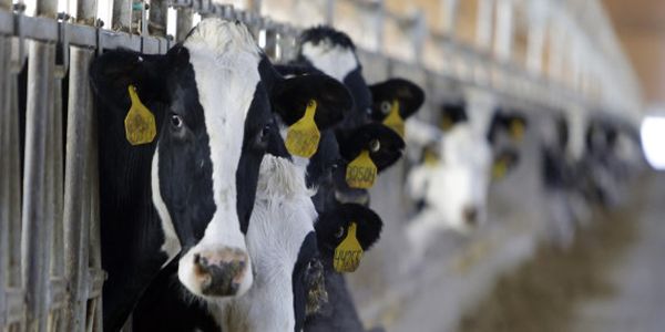 Πώς οι γαλακτοβιομηχανίες κατάφεραν να βγάλουν 30 δισ. δολάρια από έναν μόνο ταύρο (και μια θανατηφόρα παρενέργεια) - Ειδήσεις Pancreta