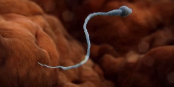 Βίντεο υπερπαραγωγή: Πώς το γυναικείο σώμα επιτίθεται στα σπερματοζωάρια - Ειδήσεις Pancreta