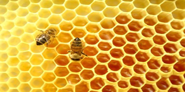 Βρέθηκε το μέλι με την περισσότερο ευεργετική δράση. - Ειδήσεις Pancreta