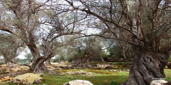 Τα δένδρα ως σύμβολο στις χριστουγεννιάτικες παραδόσεις