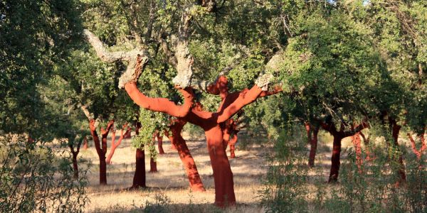 ΤΑ ΦΕΛΛΟΔΕΝΤΡΑ ΚΑΙ ΤΟ ΔΑΣΚΑΛΙΚΙ