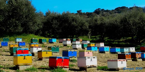 Περνά – περνά η μέλισσα!