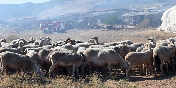 Παρατείνονται τα προληπτικά μέτρα για την ευλογιά των αιγοπροβάτων στην Κρήτη