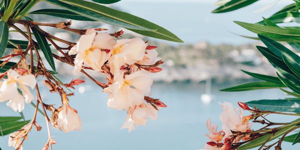 Άνοιξη στην Κρήτη: Γιατί να την επισκεφτείτε και τι να κάνετε στο νησί