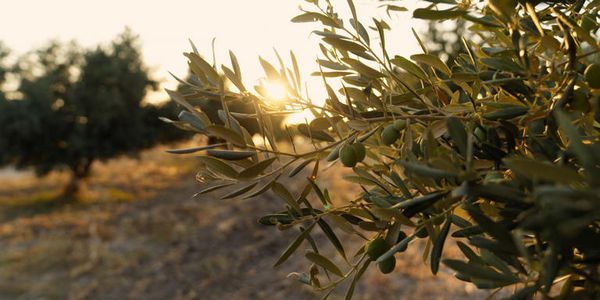 Δεν τρώει ψωμί, άστο – του Χρήστου Μελά