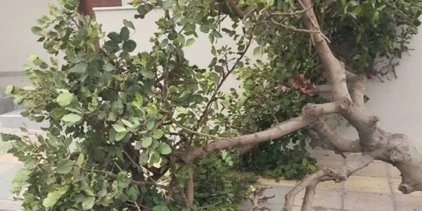 Κρήτη: Ισχυροί άνεμοι έριξαν δέντρα στη Μεσαρά και παρέσυραν αυτοκίνητο – Λασποβροχές σήμερα στο νησί