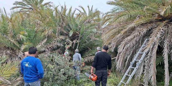 Φοινικόδασος Βάι: Ανησυχία για το κόκκινο σκαθάρι – Εντατικοί έλεγχοι και ψεκασμοί