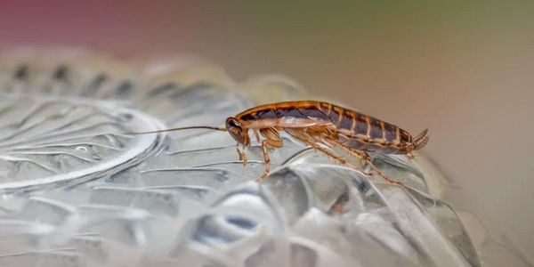 Οι κατσαρίδες μπορεί να κρατούν το κλειδί για τη μετατροπή του πλαστικού σε καύσιμο
