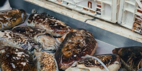 WWF: Η Μεσόγειος ανάμεσα στις «πιο επιβαρυμένες θάλασσες του πλανήτη» – Ο νέος οδηγός «Fish Guide»