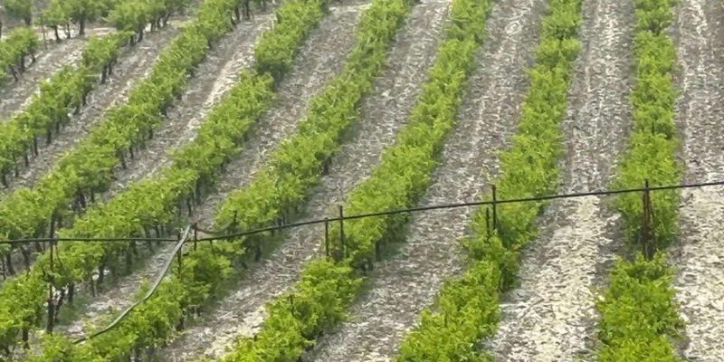 Σφοδρή χαλαζόπτωση στις Δάφνες Ηρακλείου – Μεγάλες ζημιές σε αμπέλια