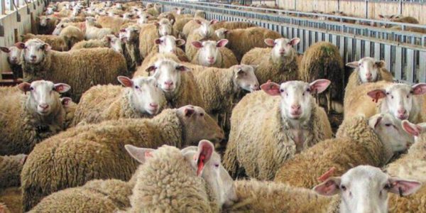 Μέχρι τις 28 Μαϊου παρατείνονται τα μέτρα για την ευλογιά των προβάτων στην Κρήτη
