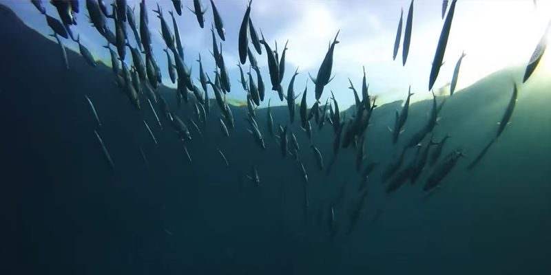 Η προστασία των αναπαραγωγικών κοπαδιών – προϋπόθεση για το μέλλον των θαλασσών μας (Βίντεο)